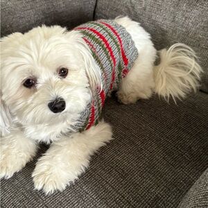 Hand knit small dog sweater